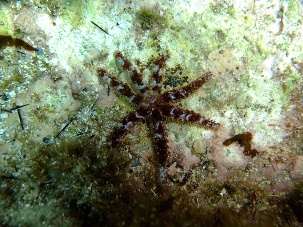 Richiesta identificazione (Coscinasterias tenuispina)